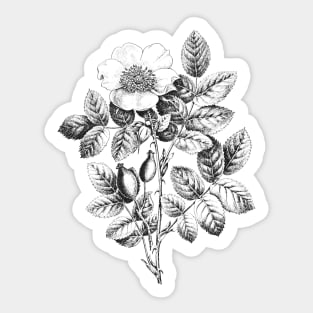 Wild Rose Flower Black & White Illustration Sticker